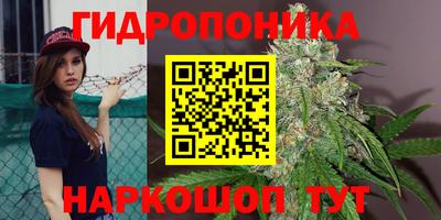 сатива Новокубанск